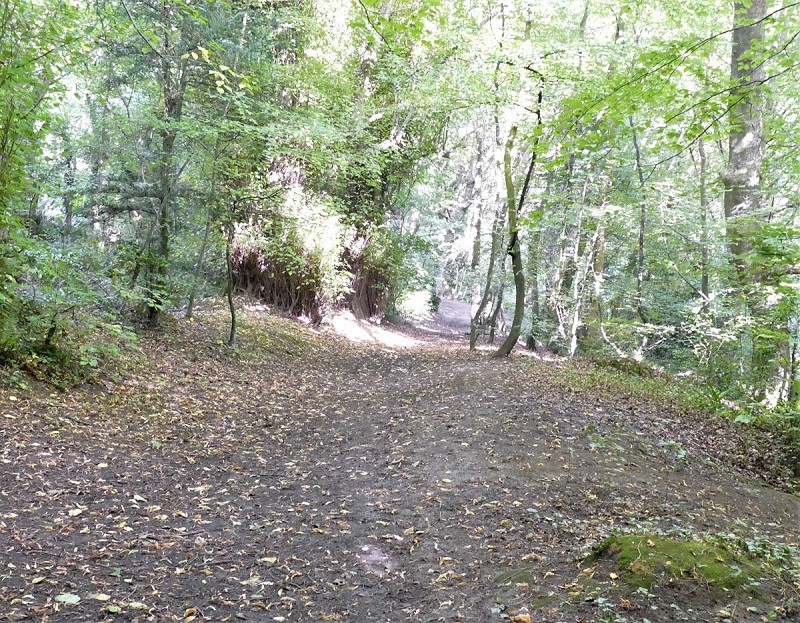 Melinau Megan Woodland